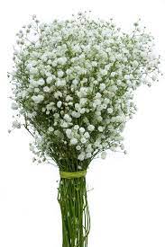 New Love Gypso Babys Breath Babys Breath Flowers Gypsophila