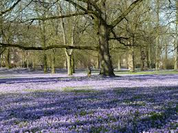 Krokusblute In Husum Krokus Husum Schleswig