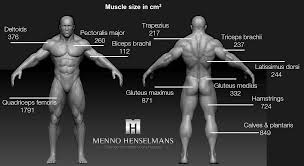 The main muscles of the human body are shown here. Should You Train Large Muscles Differently Than Small Muscles