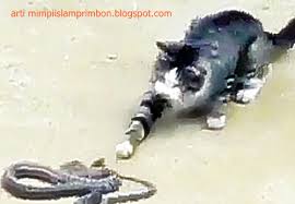 Maybe you would like to learn more about one of these? 18 Arti Mimpi Lihat Kucing Bermain Dengan Ular Menurut Islam Dan Primbon Jawa Arti Mimpi Islam Primbon
