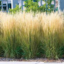 Ob Als Hecke Strukturpflanze Im Staudenbeet Rosenbegleiter Oder Sogar Im Kubel Karl Foerster Macht Immer Eine Gut Reitgras Graser Im Garten Garten Schluter