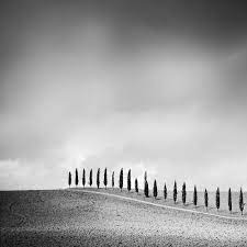 Silverfineart I Row Of Cypress Trees Field Tuscany Italy Black And White Landscape White Photography Landscape Photography Nature