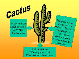 A healthy specimen, some 35 years old. Ppt Cactus Powerpoint Presentation Free Download Id 481971