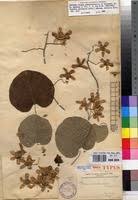 Image result for Paralepistemon shirensis