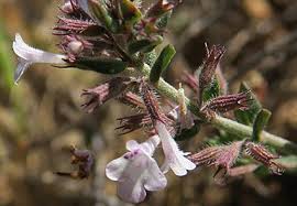 Image result for Micromeria