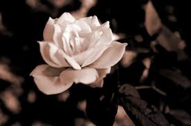 See more ideas about grief share memories of your loved one on a beautiful personalized website. Tribute To The Memory Of A Wise Grandmother Letterpile