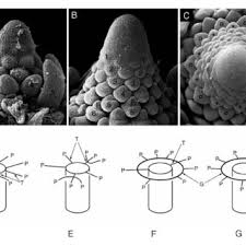 Image result for Limnophila ceratophylloides