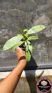 Image result for hoya multiflora