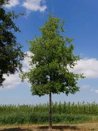 Image result for Celtis