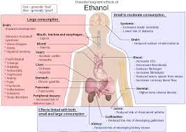 Check spelling or type a new query. File Possible Long Term Effects Of Ethanol Svg Wikimedia Commons
