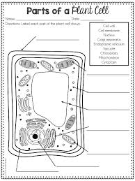What kind of cell is this? Plant Cell Terms Diagram Quizlet