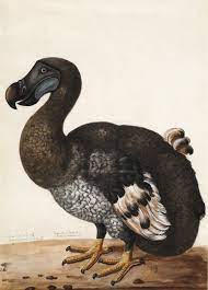 Показать промокод » промокод ». Was The Dodo Bird Really A Dodo Was This The Extinction Of A Truly By Patrick Kuklinski Tenderly