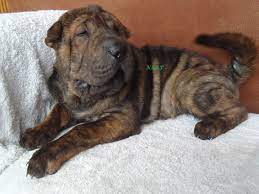 Beautiful Very Rare Carla Glassey S Golden Lion Shar Pei Facebook