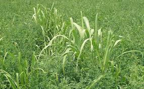 It features weedgrip technology which means it grips the weeds you see as well as those you. Toxin Topic Johnsongrass Poisoning In Horses The Horse