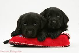 Download 4k wallpapers of cute babies, cute animals, cute pictures, kawaii photos, cute kids, adorable photos in hd, 4k, 5k resolutions for desktop & mobile phones Dogs Two Black Labrador Retriever Puppies In A Knitted Slipper Photo Wp30280