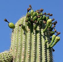 But the safety of the cactus is paramount so if bracing is beneficial i. Carnegiea Gigantea Wikipedia