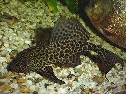Thebrackishtank Pleco Fish Aquarium Catfish Aquarium Fish