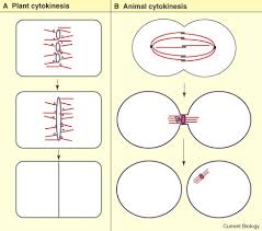 This cell is most likely. Cytokinesis Breaking The Ties That Bind Current Biology
