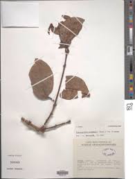 Image result for Tapinanthus dependens