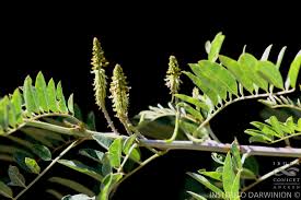 Image result for Indigofera drepanocarpa