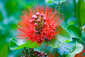 Image result for Myrtaceae