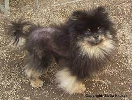 Alopecia x is an genetic disease of dogs characterized by a noninflammatory, progressive, bilaterally symmetrical progressive alopecia caused by premature catagen (cessation phase). Research Research Project On Alopecia X Institute Of Genetics