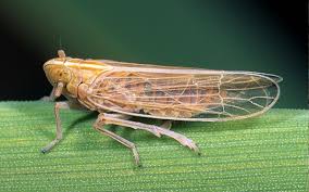 Zikaden (auchenorrhyncha) sind kleine, an pflanzen saugende insekten, die zu den gleichflüglern gehören. Arbeitskreis Zikaden Willkommen