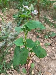 Image result for Fagopyrum snowdenii