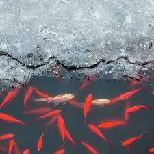 As with any fish, their environment plays a big role in how big they can get. Overwintering Koi In Your Pond The Pond Guy