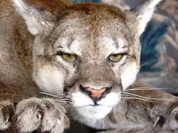 Puma Dag Aslani Hayvanlar Aslan Puma