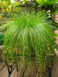 Image result for Isolepis costata