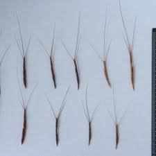 Image result for Ctenium longiglume