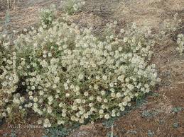 Image result for Dicoma tomentosa