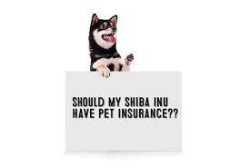 We did not find results for: Should I Get Pet Insurance For My Shiba Inu My First Shiba Inu