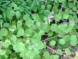 Image result for Ocimum labiatum