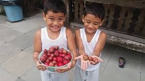 Disinilah muncul pribahasa bagaikan buah simalakama. Pokok Buah Mahkota Dewa Yang Masih Bertahan Ira Mommy Si Kembar