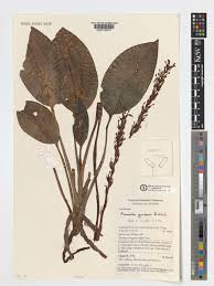 Image result for Manniella gustavi