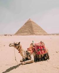 Camel importations to the american colonies/usa. Camel