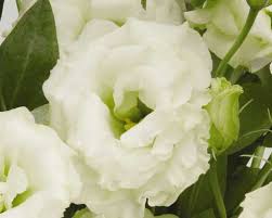 Guia Flor Lisianthus Branco Rosa Cultivo Caracteristicas