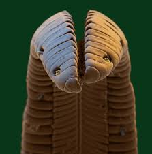 Maybe you would like to learn more about one of these? Cat Tongue Magnified Shefalitayal