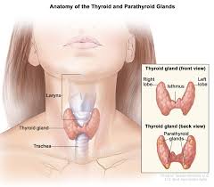 This diagram depicts throat and neck anatomy. Thyroid And Parathyroid Gland Anatomy Image Details Nci Visuals Online
