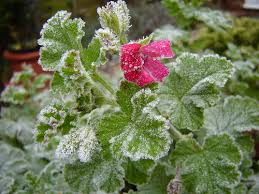 In this post, i will talk about which plants need to be protected, different. Saving Frost Bitten Plants Networx