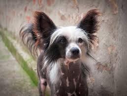 Chinese Naakthond Karakter Verzorging De Nieuwe Hond