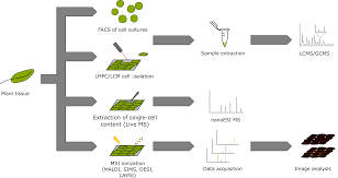 Plant cell and tissue differentiation and secondary metabolites fundamentals and applications. Ijms Free Full Text Plant Single Cell Metabolomics Challenges And Perspectives Html