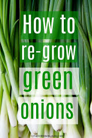 I've been growing all sorts of plants for years in my tiny apartment, both indoors and on small balconies & outdoor spaces. How To Re Grow Green Onions Creative Homemaking