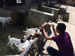 Lagu anak indonesia | anak kambing saya. Kandang Anak Kambing Picture Of Kuntum Farmfield Bogor Tripadvisor