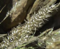 Image result for Enneapogon