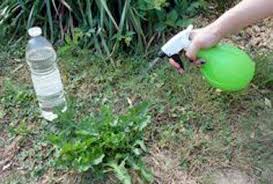 Desherbant Naturel Fait Maison A L Efficacite Redoutable Desherbant Naturel Vinaigre Blanc Deserbant Naturel