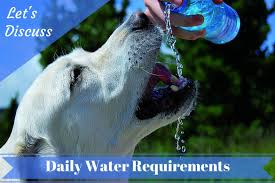 However, there are many factors that can affect how much your dog will drink, so you should not be restricting your dog's water intake. How Much Water Should Your Labrador Drink Each Day