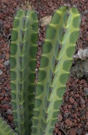 Image result for Euphorbia griseola